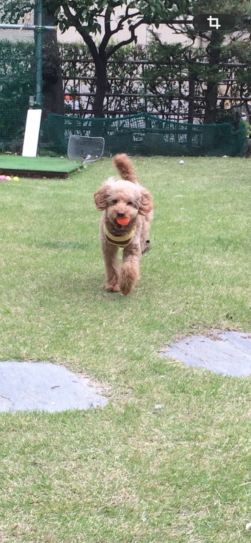 サンディちゃん