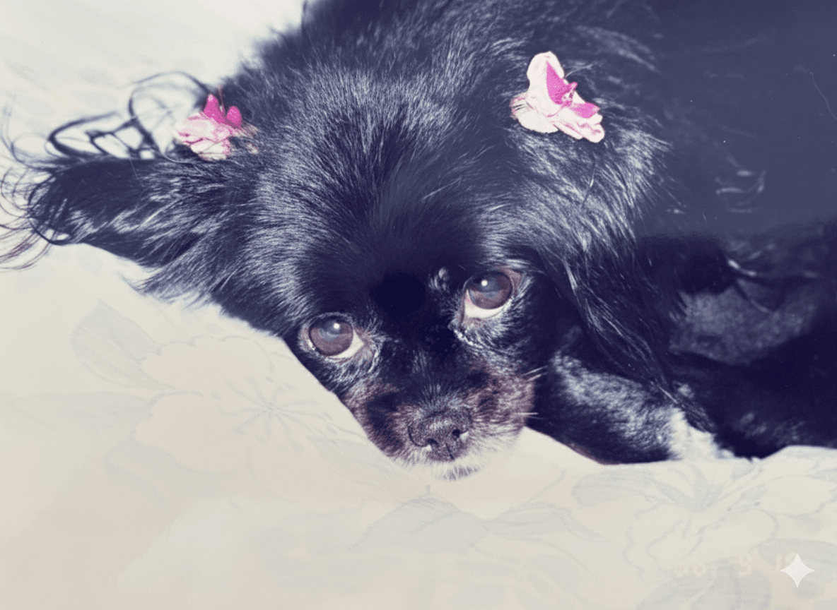 LINEで簡単!ペット写真から感動動画を作る完全マニュアル|写真の送り方から完成まで