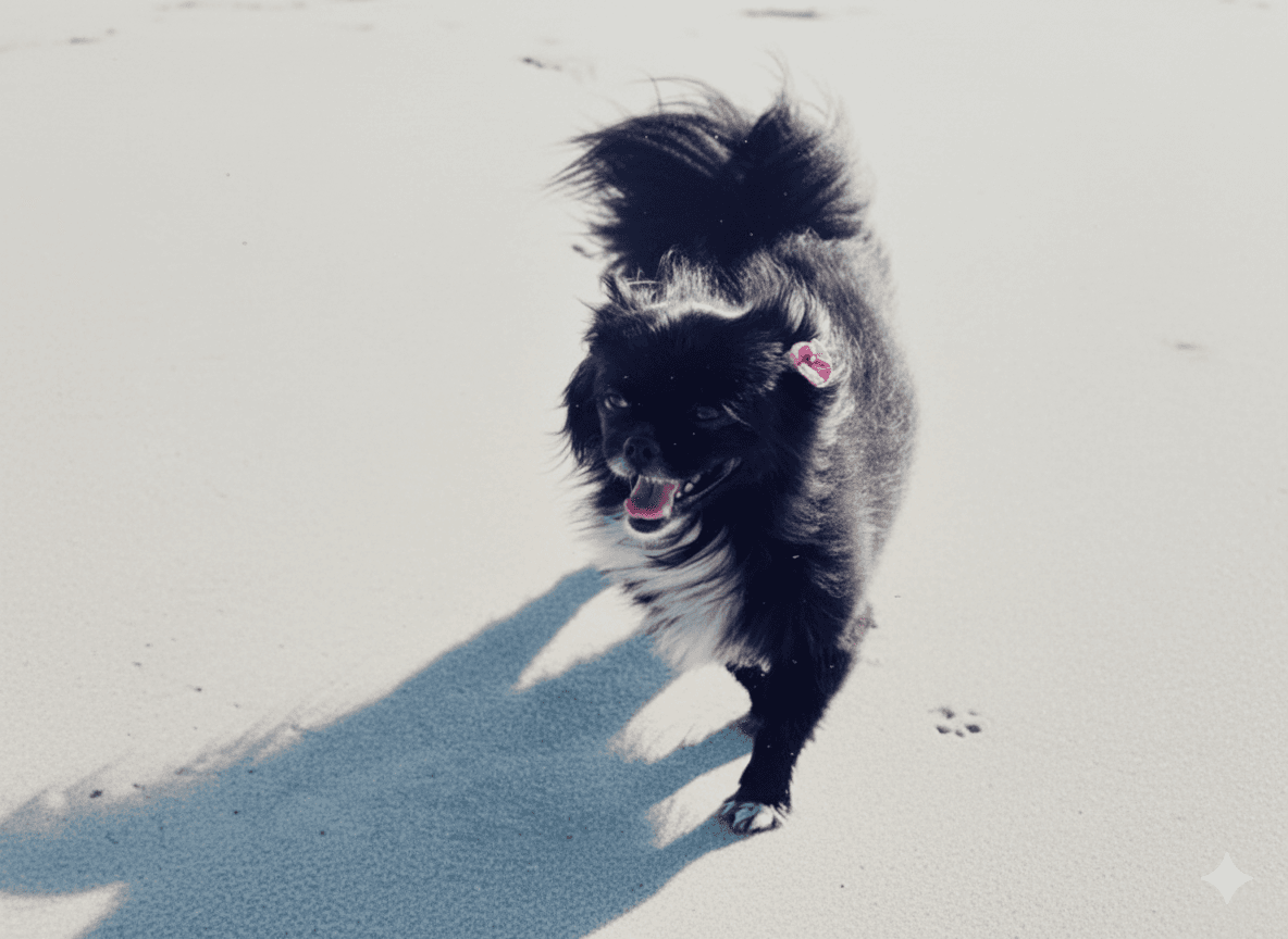 ペットとの思い出を形に残す方法比較|動画・アルバム・アクセサリーのメリットデメリット