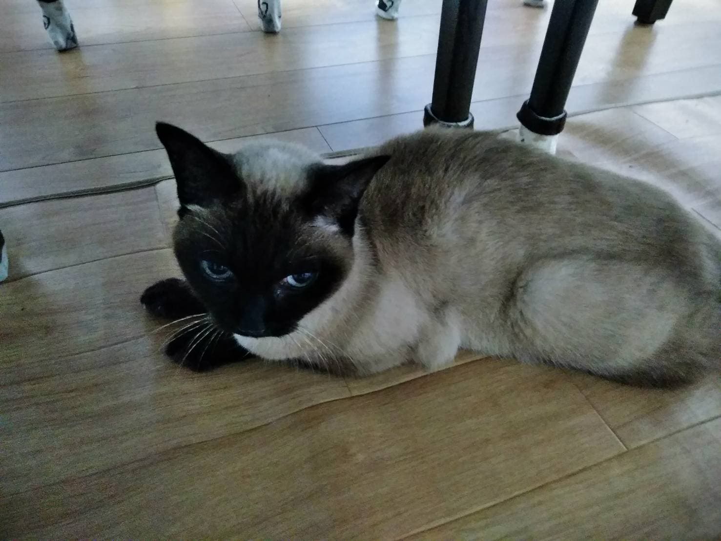 さくらちゃんの写真を動画化 - 瞬きする瞳の制作事例